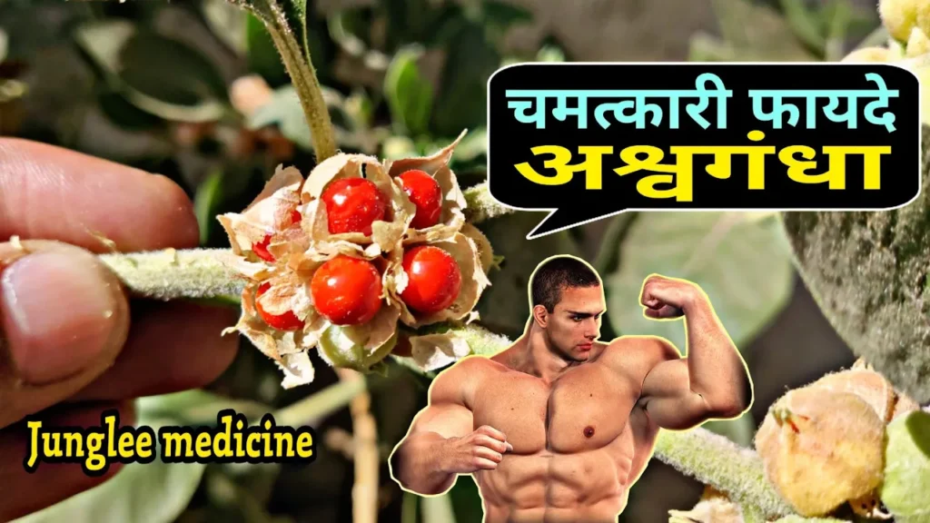अश्वगंधा के फायदे