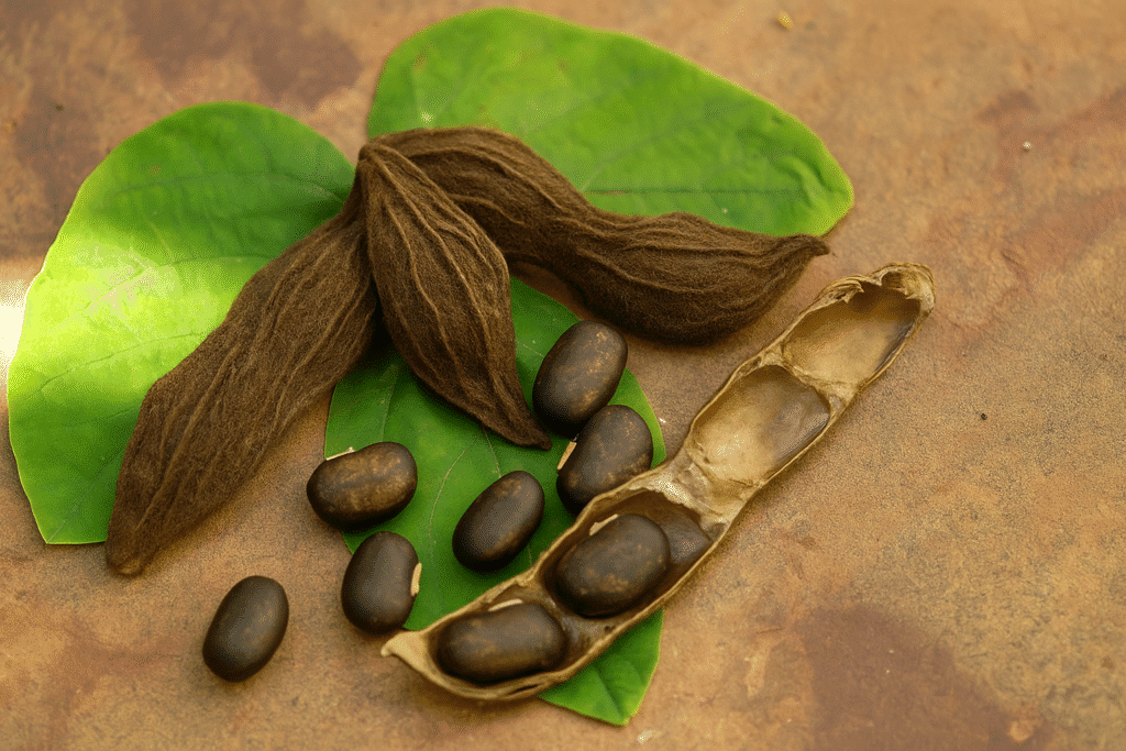 Benefits of Kaunch Beej