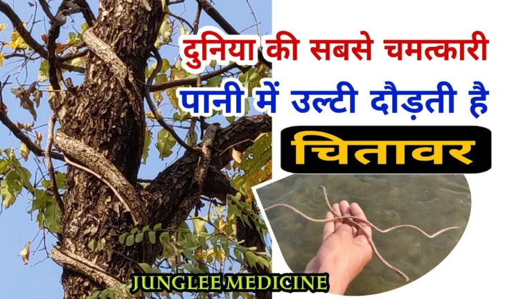 chitavar ki bel