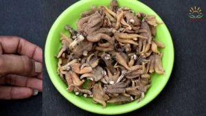सालम पंजा औषधि वीडियो | ताकत बढ़ाने की जड़ी