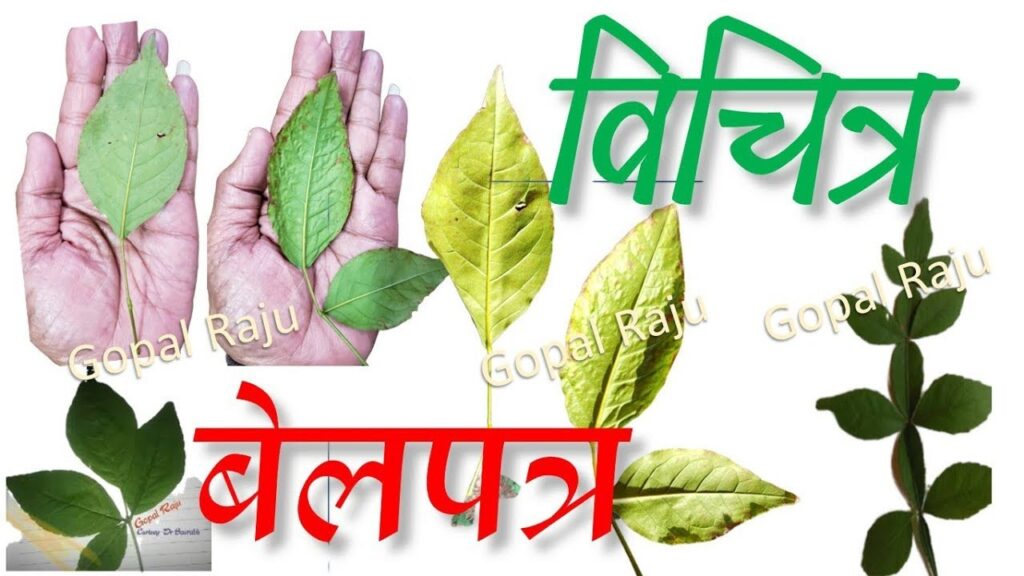 बेलपत्र के प्रयोग