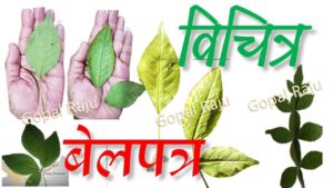 बेलपत्र के प्रयोग