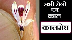 कालमेघ के औषधीय फायदे