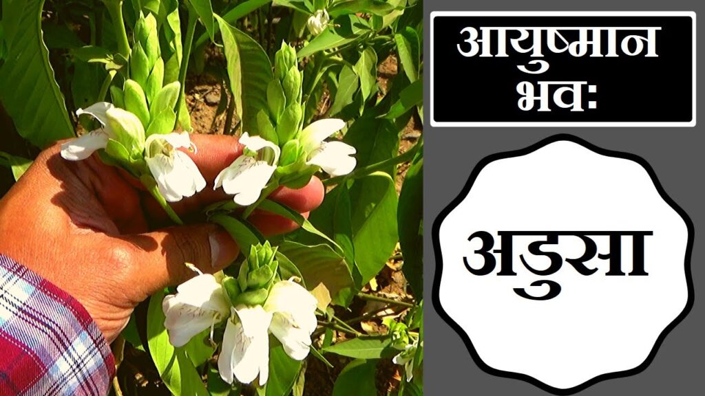 अडुसा, पहचान और फायदे