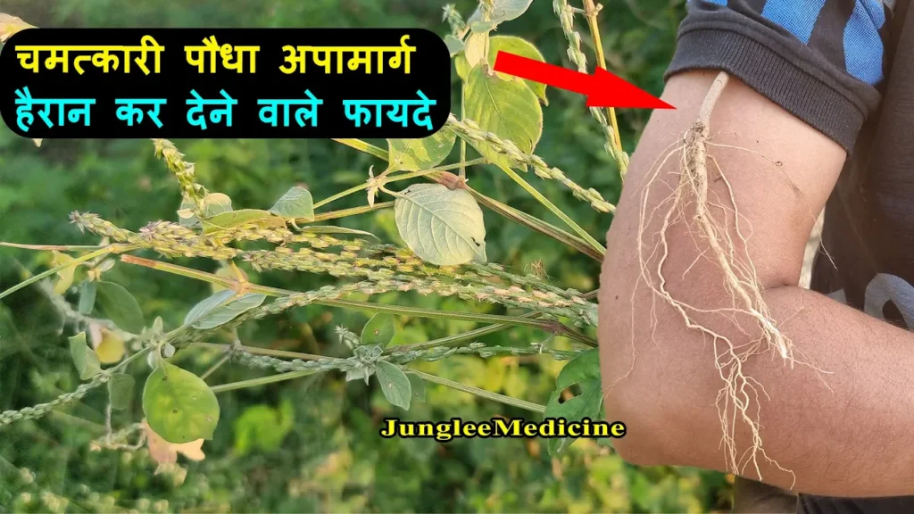 अपामार्ग (चिरचिटा)
