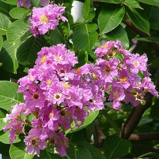 Lagerstroemia speciosa