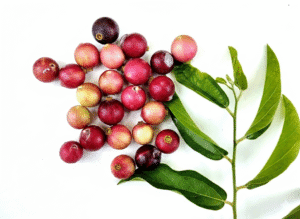 Ankol Seeds - Alangium Salvifolium