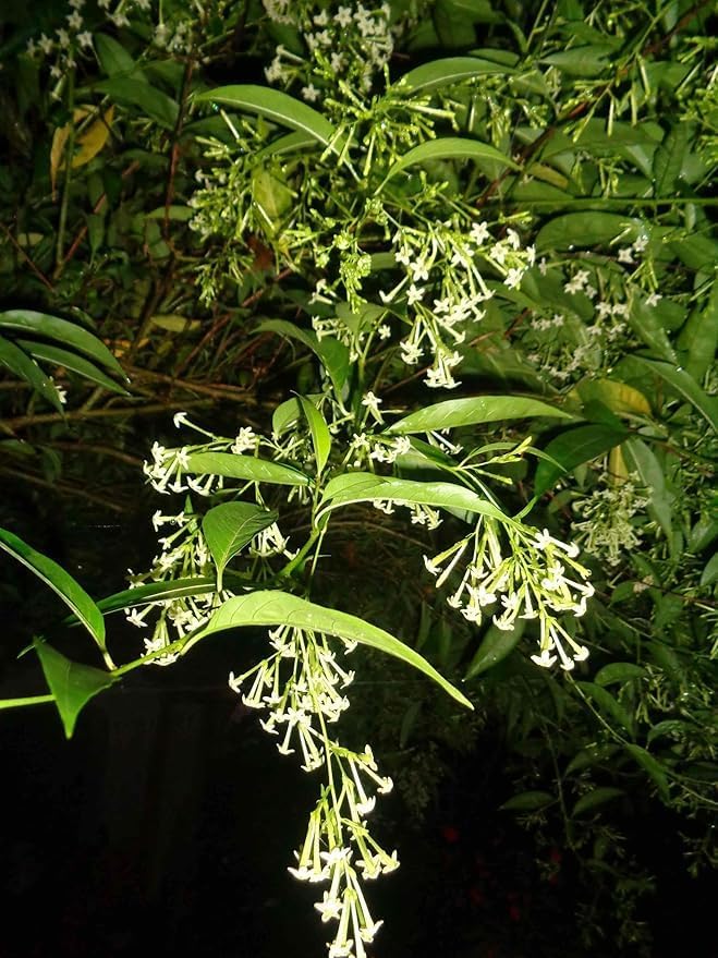 FloraPlax Raat Ki Rani, Raat Rani, Night Blooming