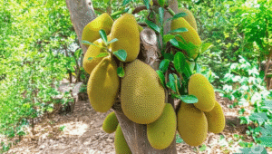 Artocarpus heterophyllus